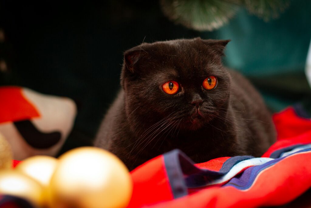 black british shorthair eye color