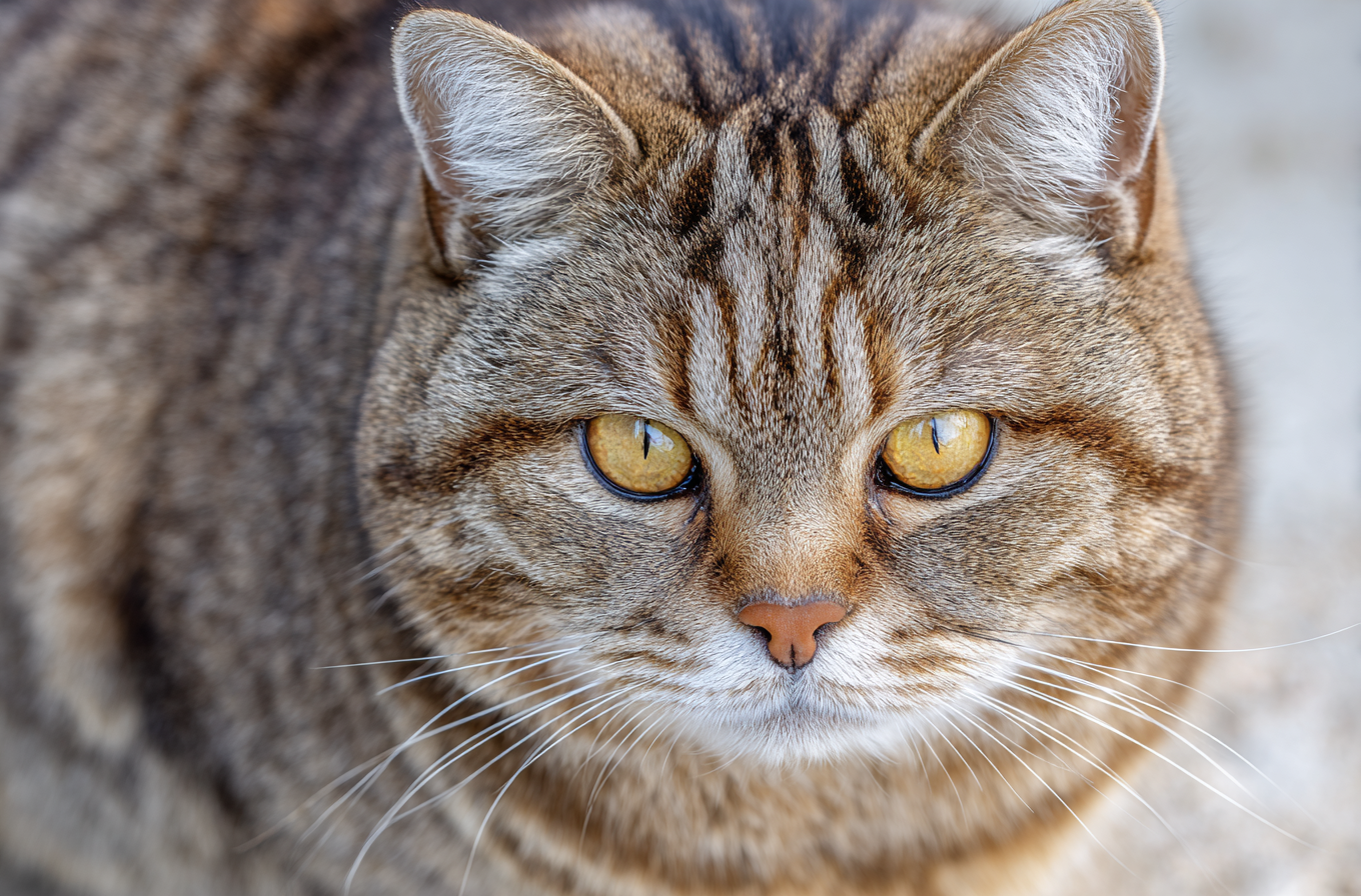 brown tabby british shorthair