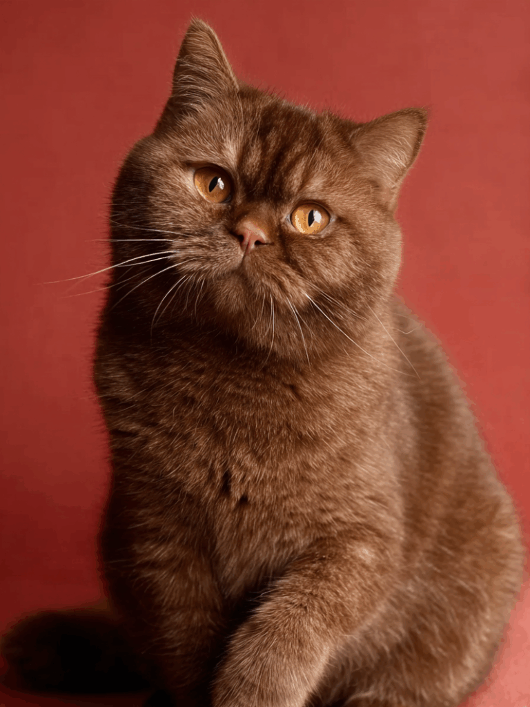 brown teddy bear cat