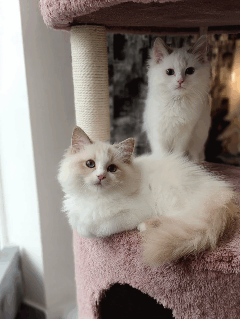 lilac ragdoll kitten for sale