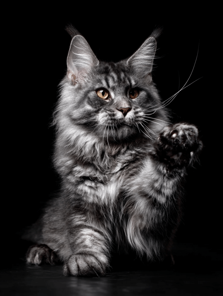 maine coon eye shape and color