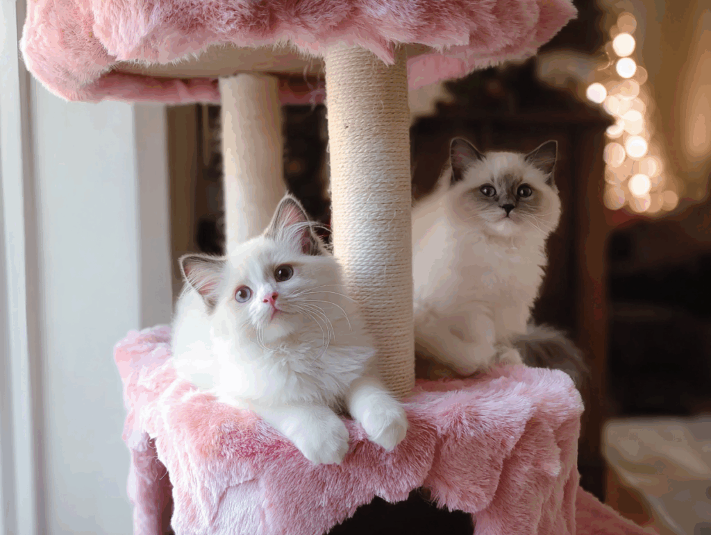 Ragdoll kittens for sale Pennsylvania
