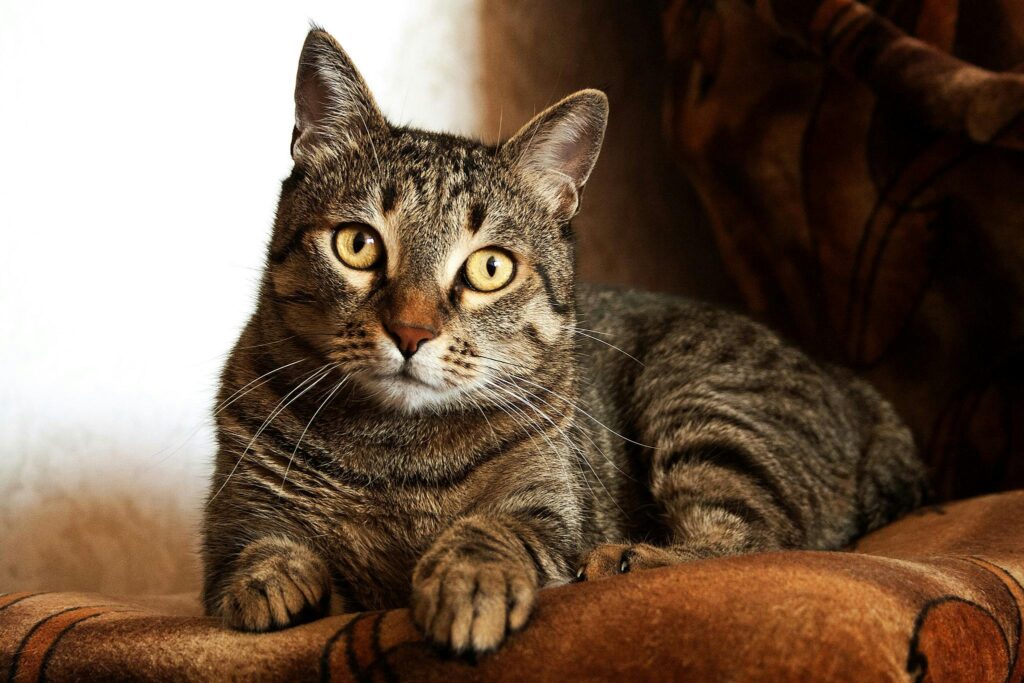 tabby cat genetics
