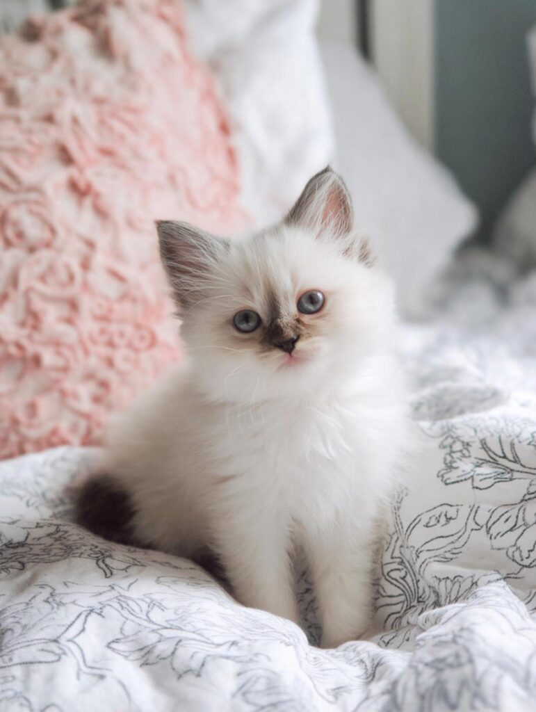 post go home kitten care