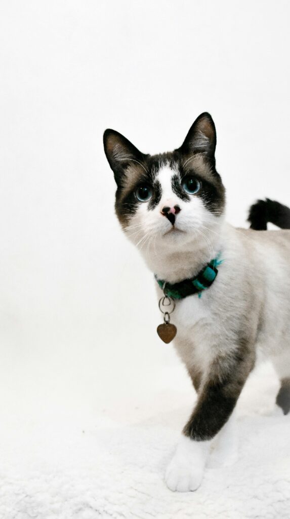 snowshoe cat mix