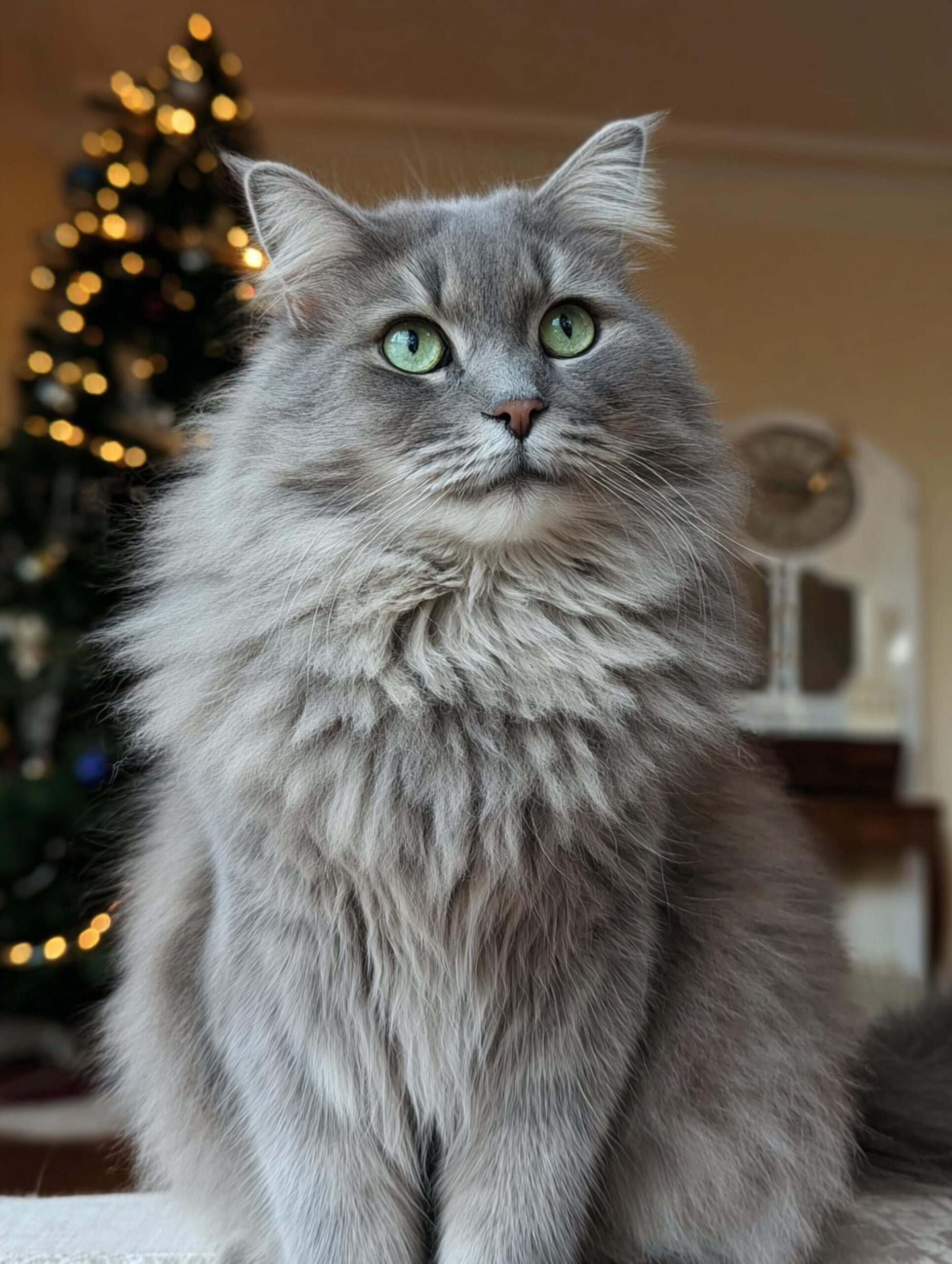 blue siberian cat