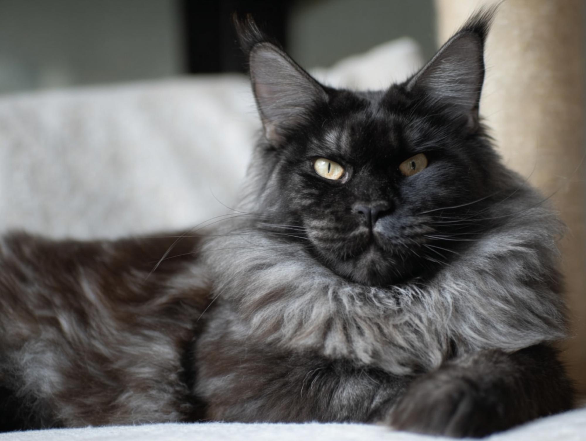maine coon travel basics