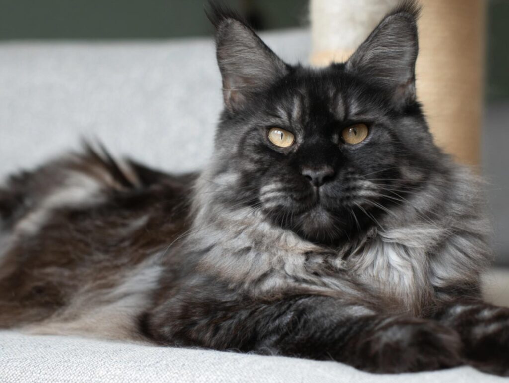 maine coon cat colors