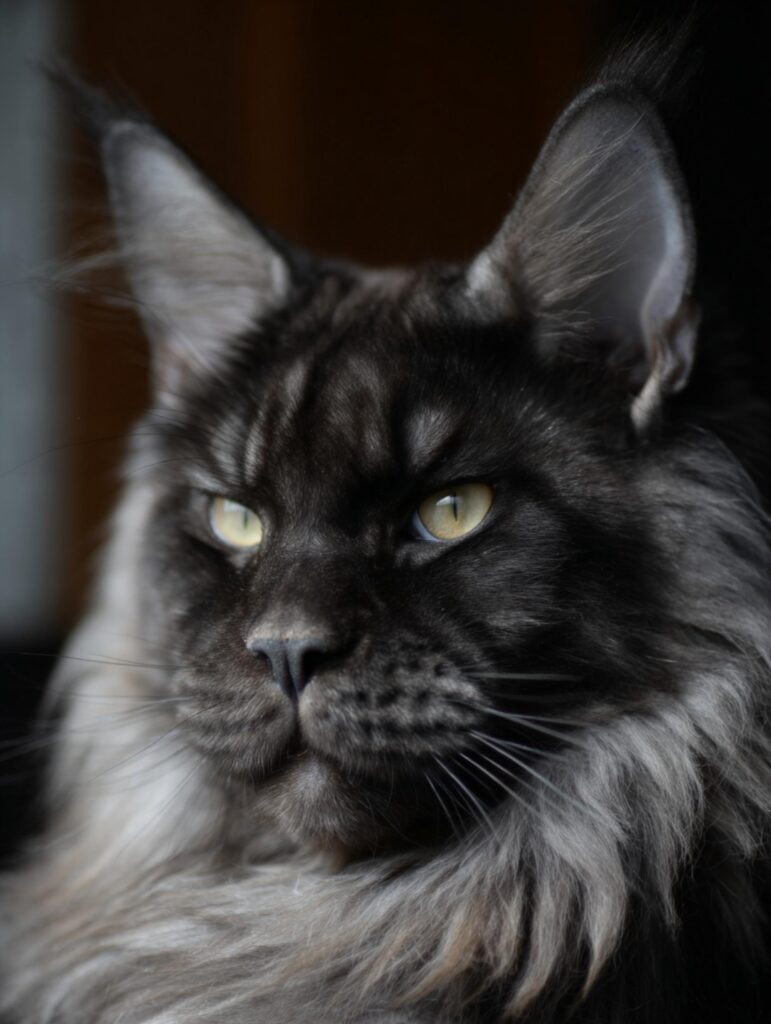 is a maine coon cat a good first cat