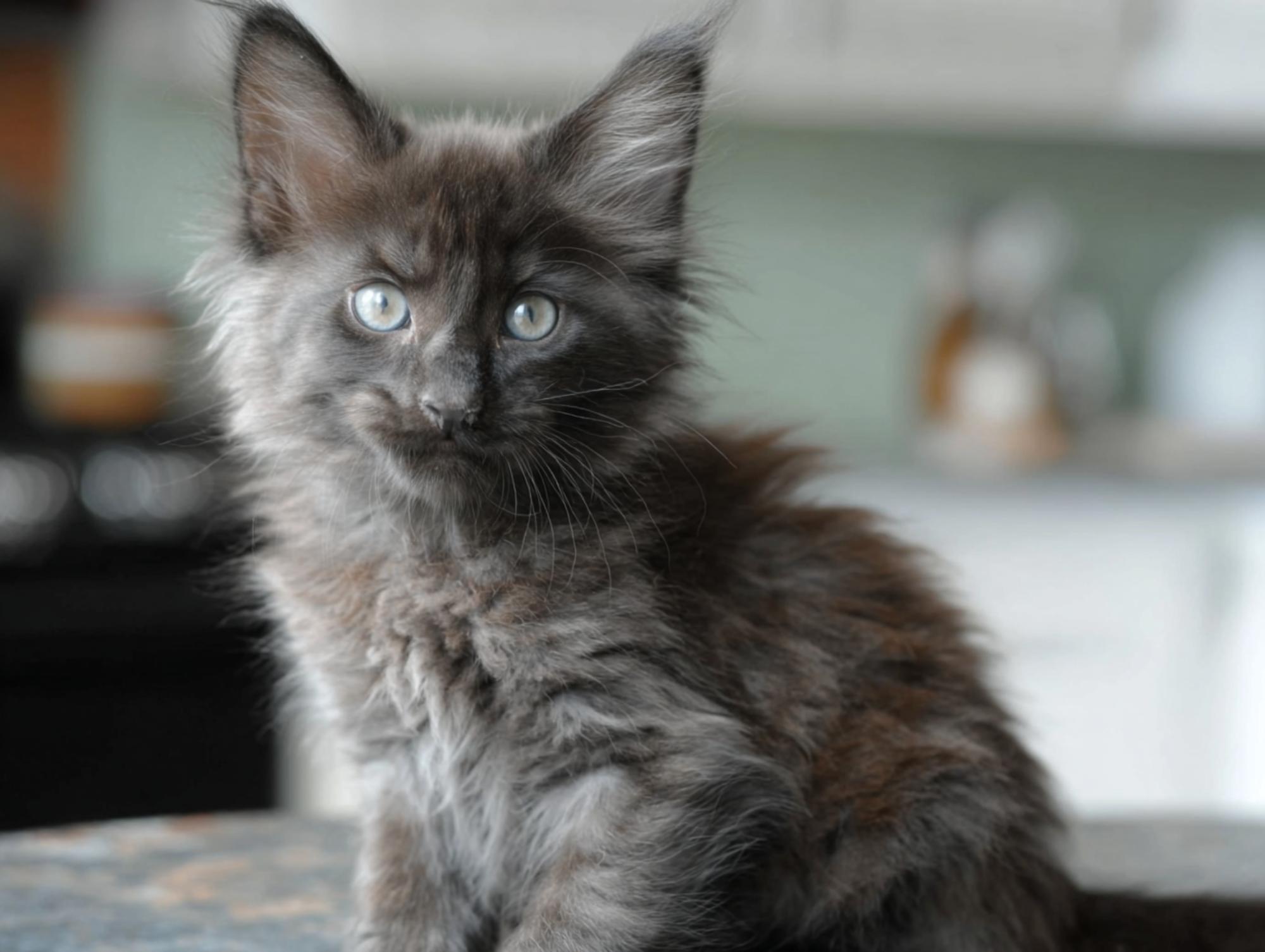maine coon kitten prices explained