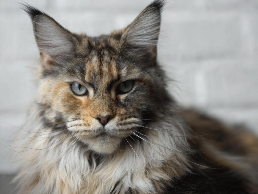do maine coons get diarrhea