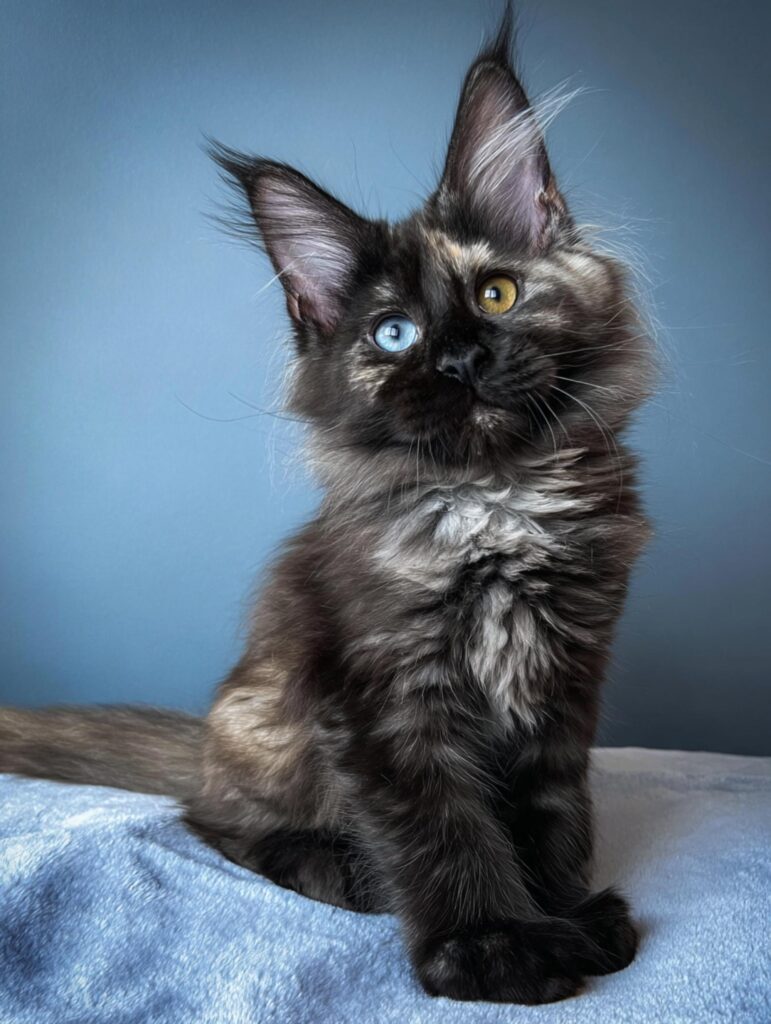 Black smoke odd-eyed Maine Coon kitten with mismatched blue and amber eyes