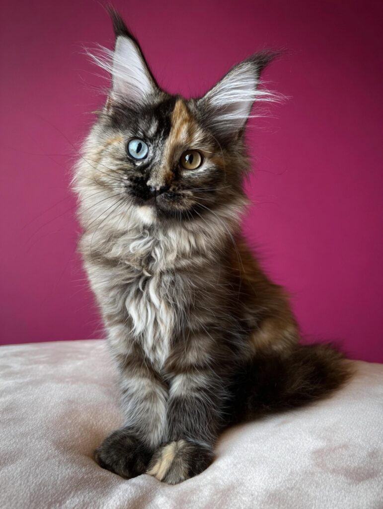 tortie odd eyed Maine Coon kitten 
