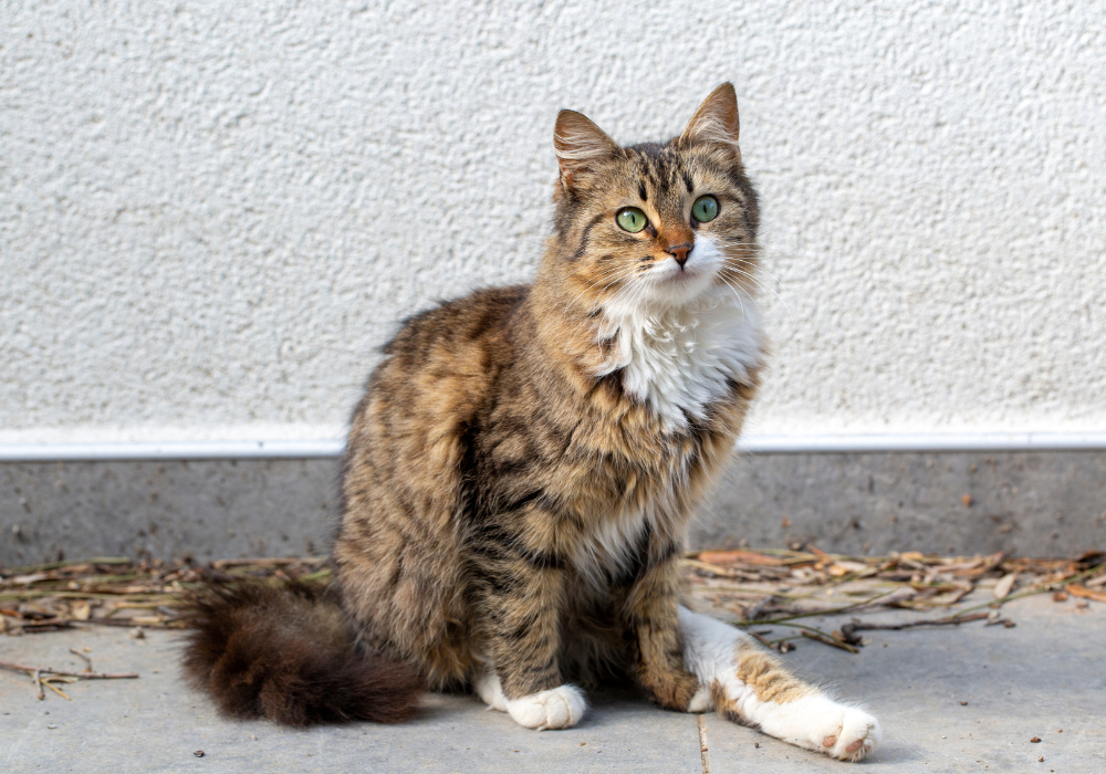 domestic longhair cat