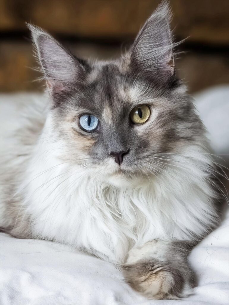 are maine coons high maintenance