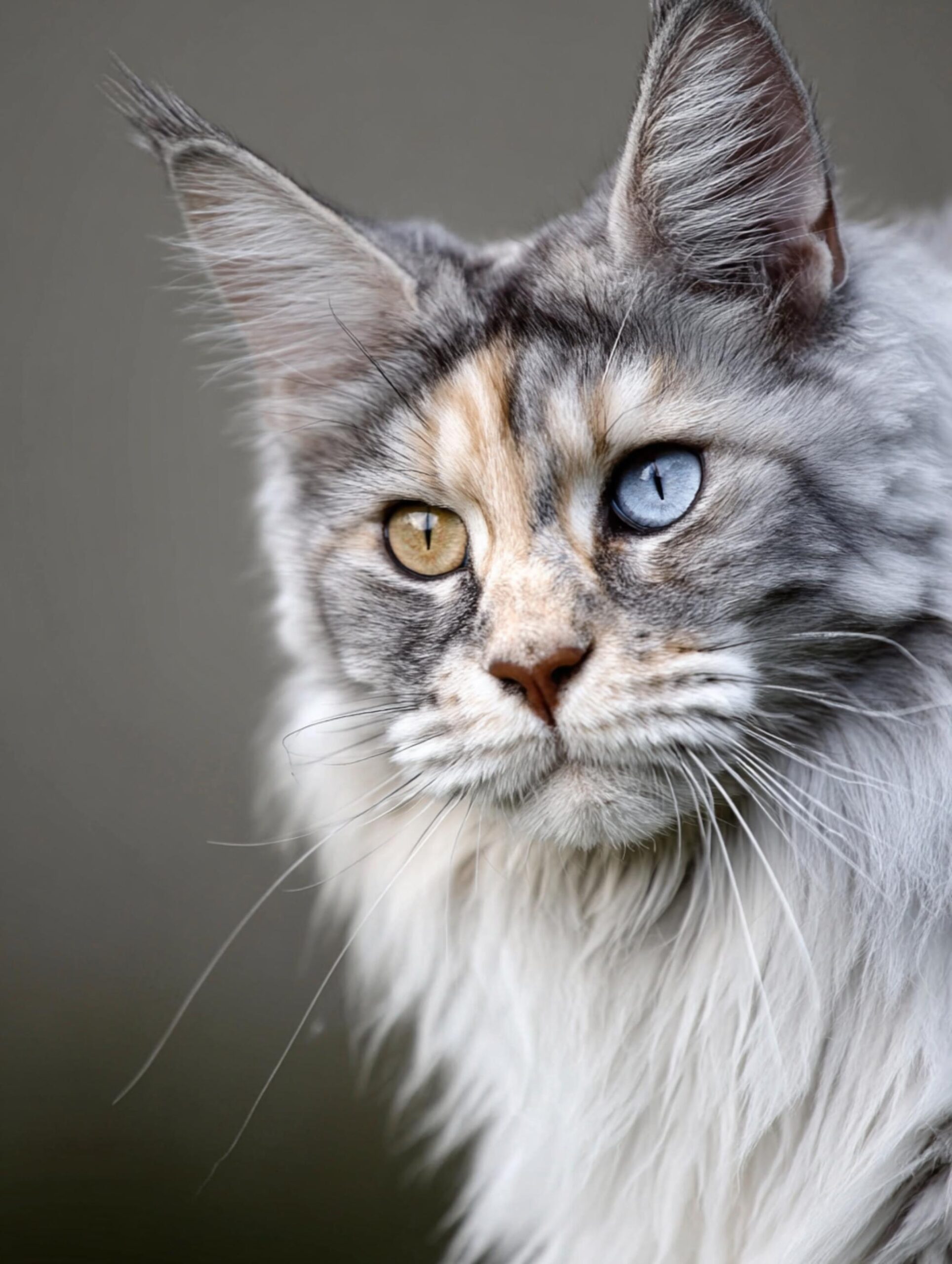 maine coon senior care