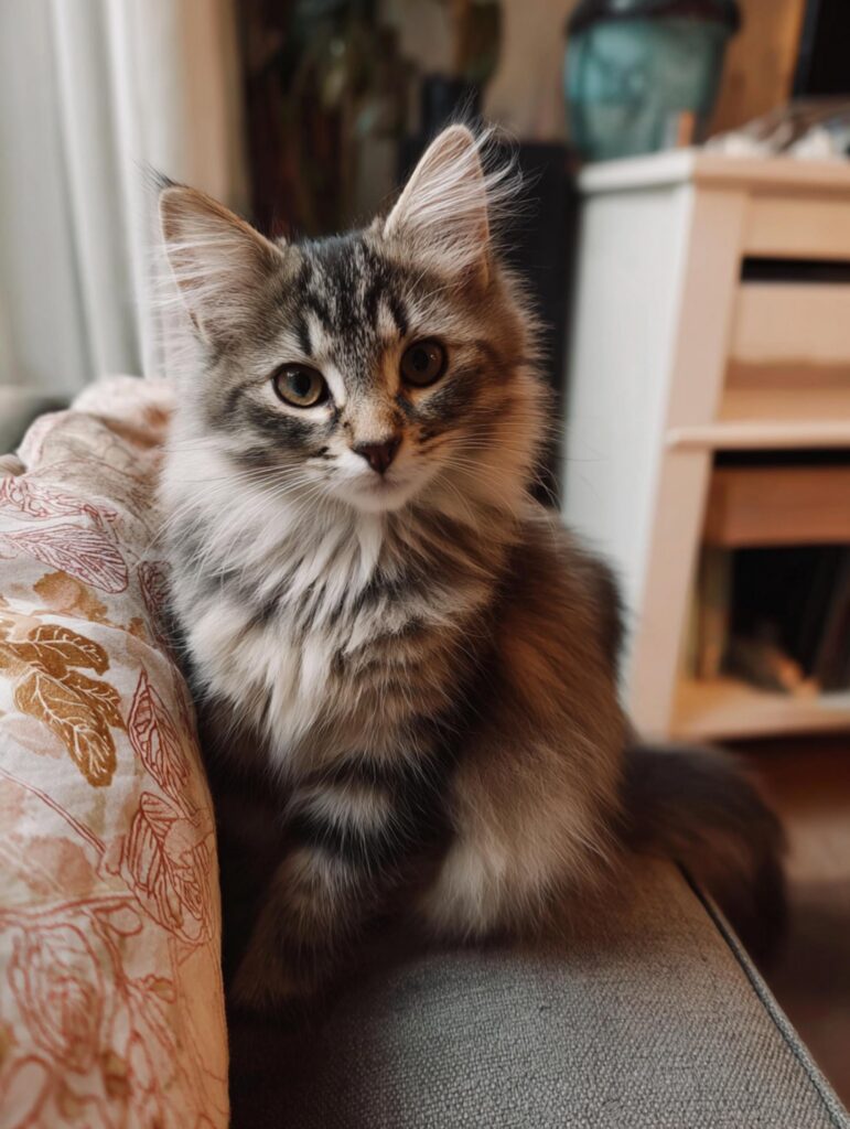 mini purebred Maine Coon tabby coat