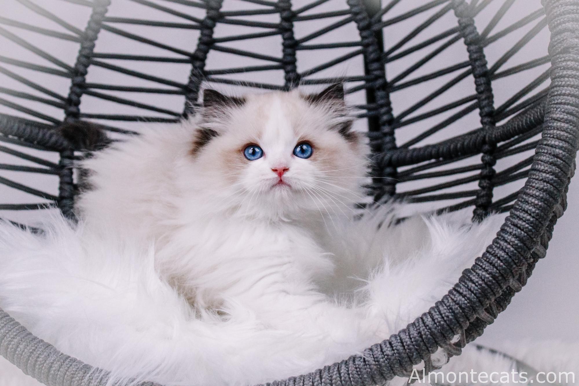 ragdoll kitten breeder ny