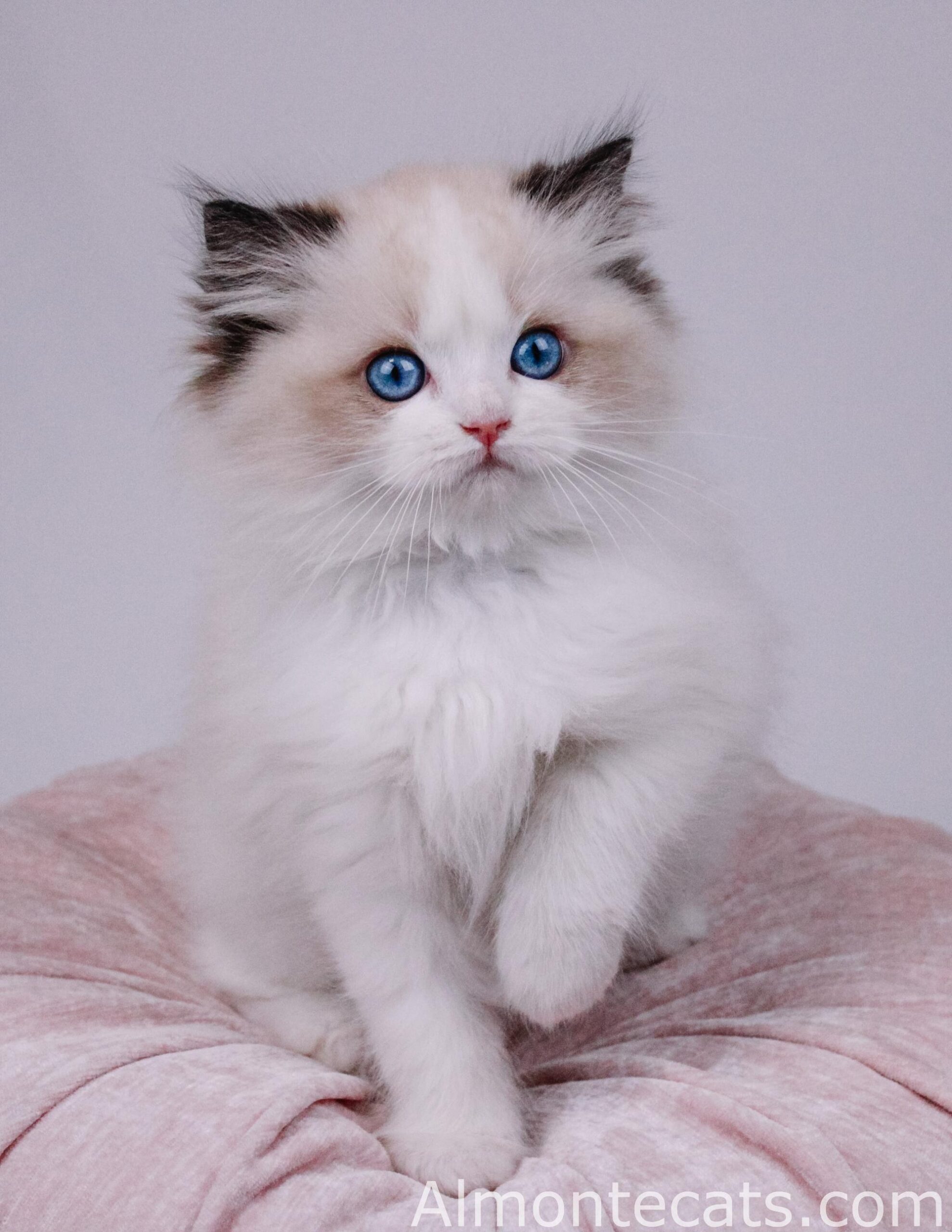 ragdoll kitten ethical breeding standards