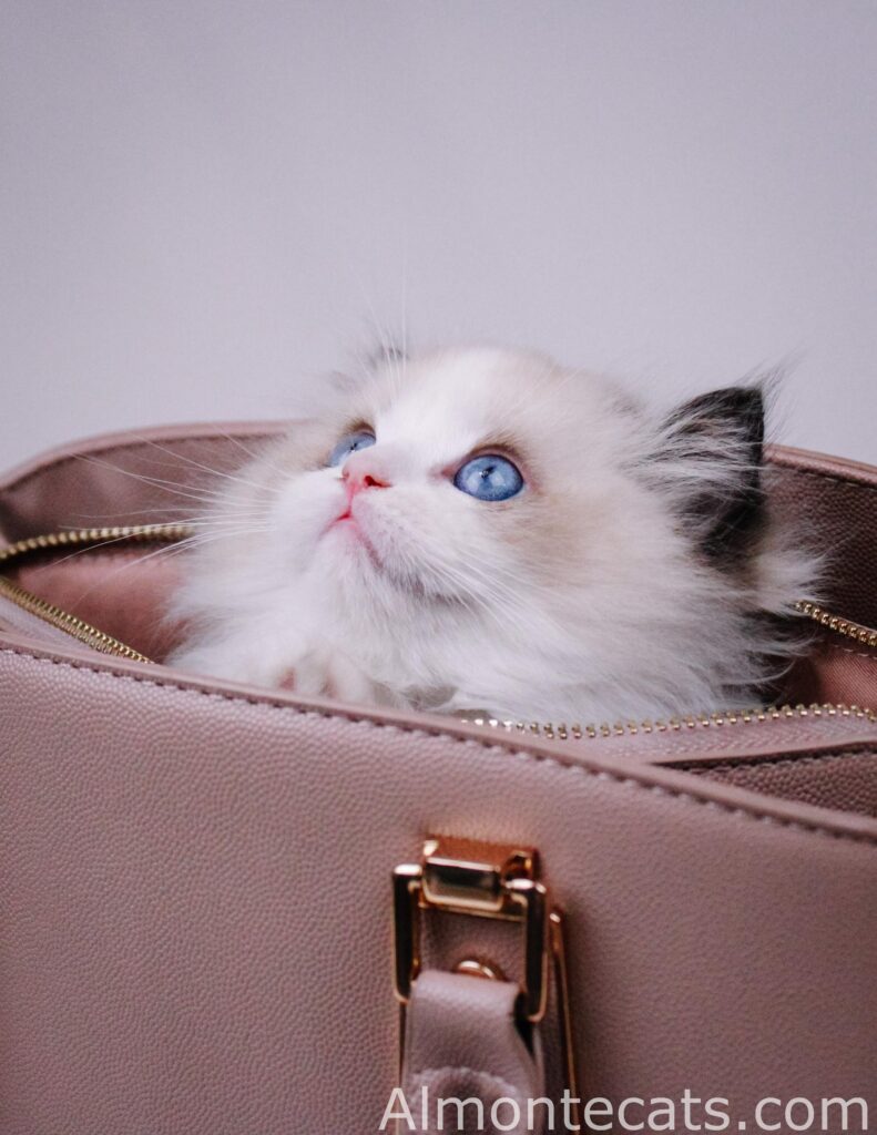 where to find a healthy ragdoll kitten for sale