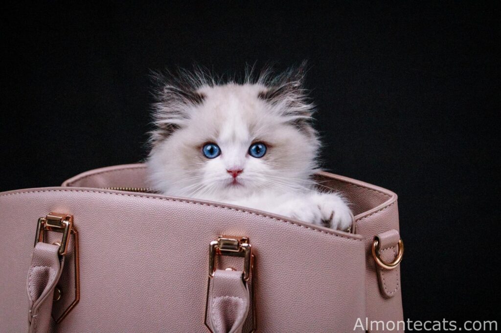 what to expect when bringing your ragdoll kitten home