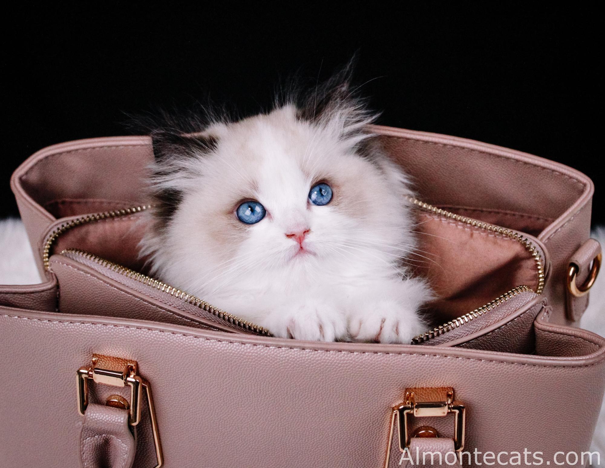 ragdoll kitten available from trusted ragdoll breeder