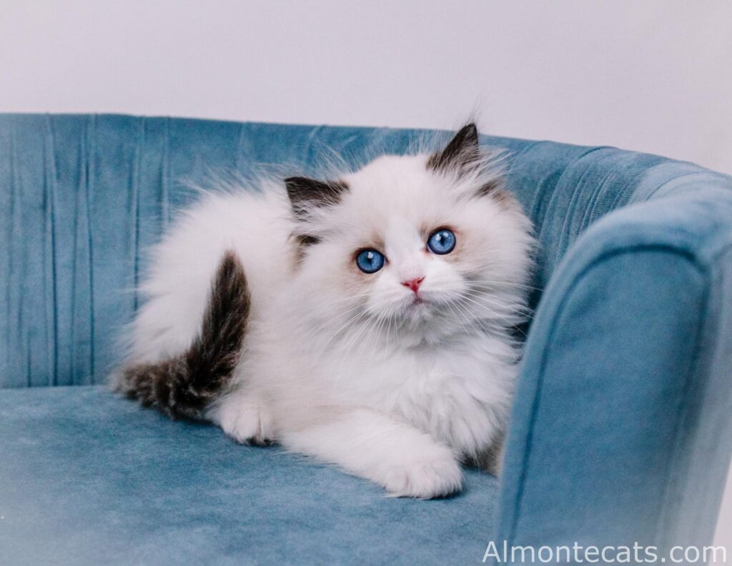 ragdoll kitten dallas