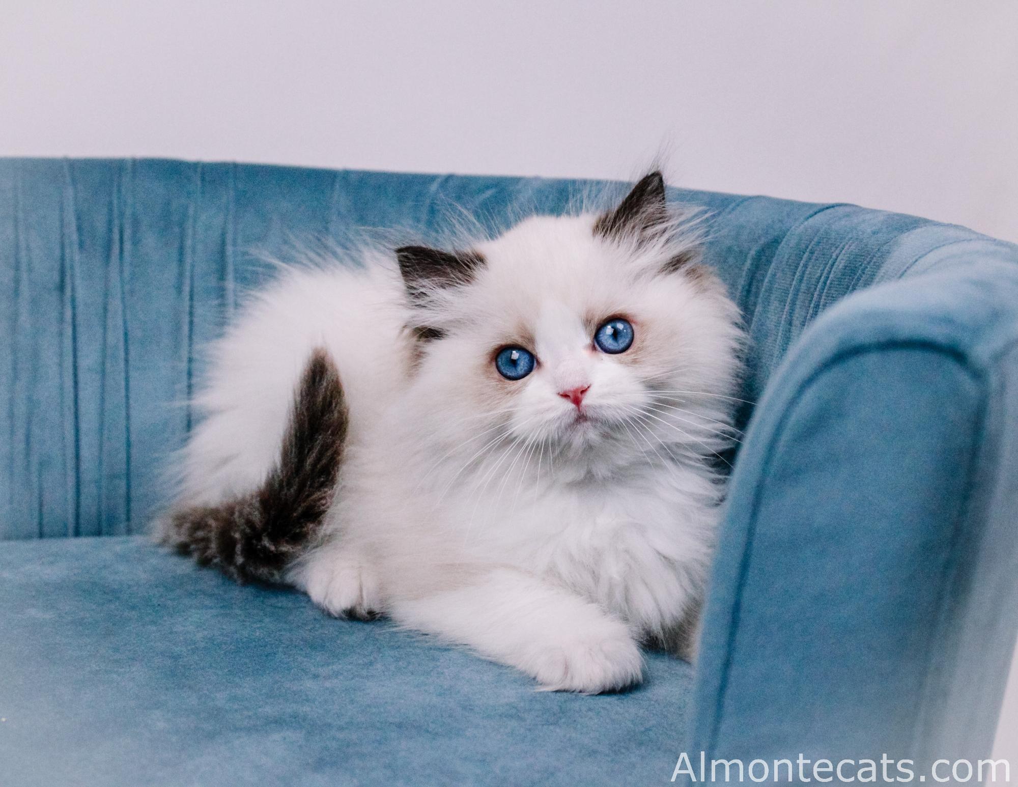 ragdoll kitten dallas