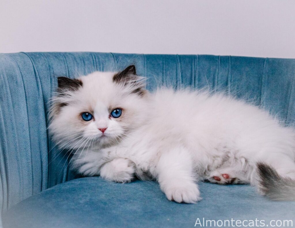 ethical ragdoll kitten cattery 