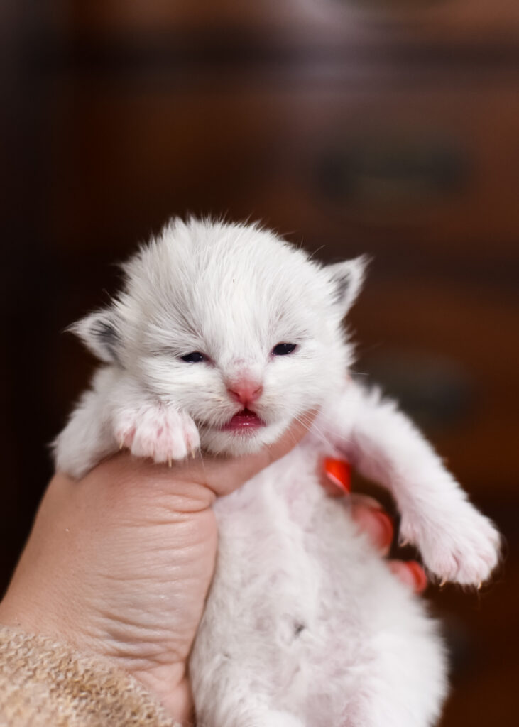 ragdoll kitten opening its eyes