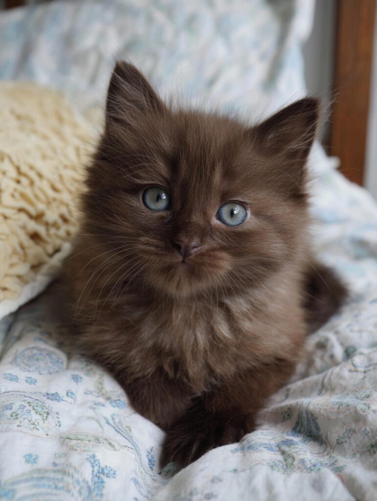 chocolate ragdoll cat kitten