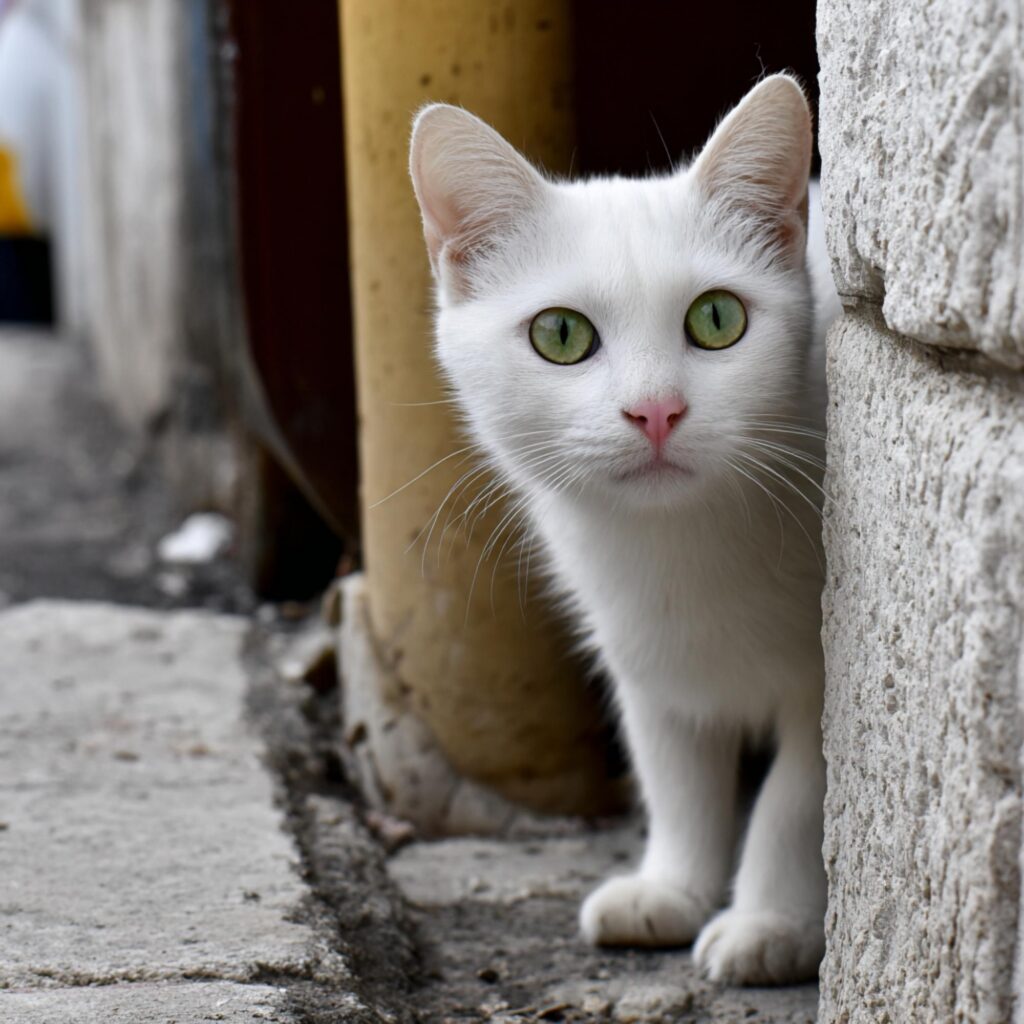 deworming a cat timeline