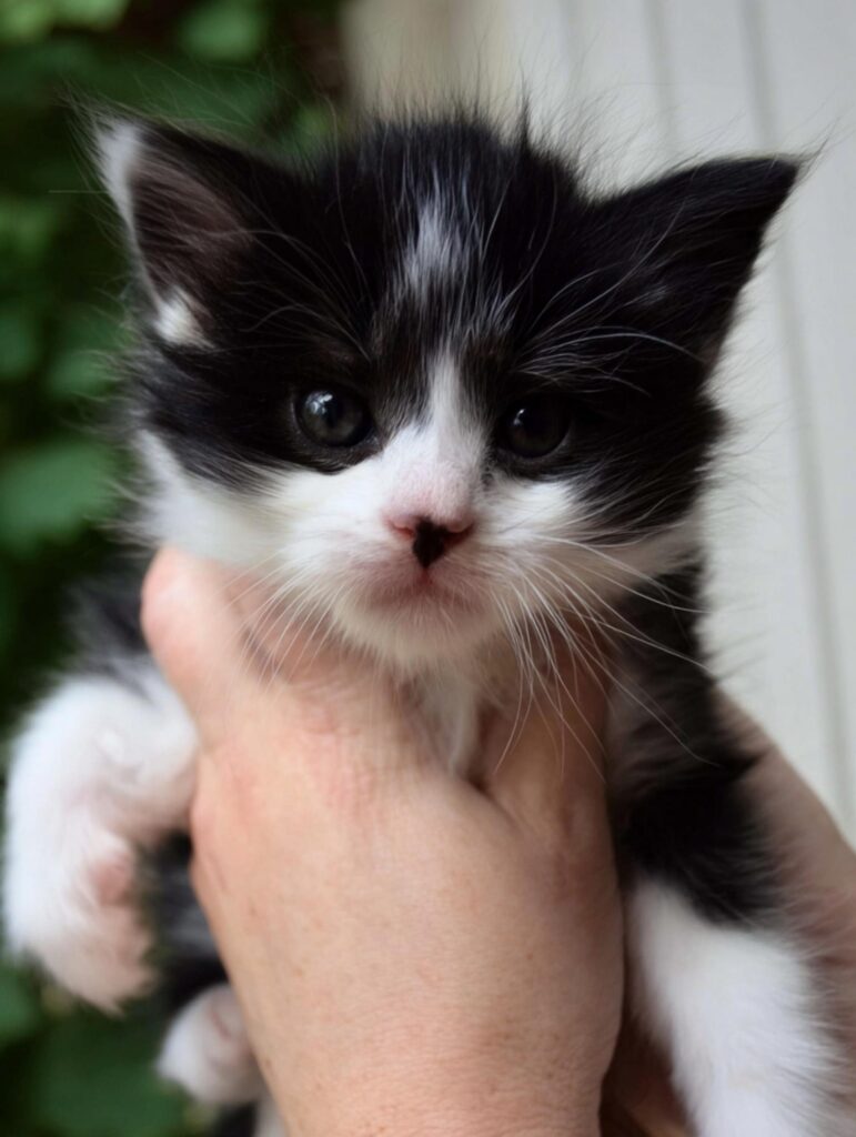 tuxedo Maine coon kitten breeder