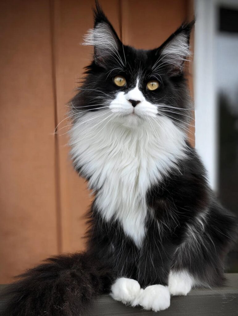 tuxedo Maine coon coat pattern