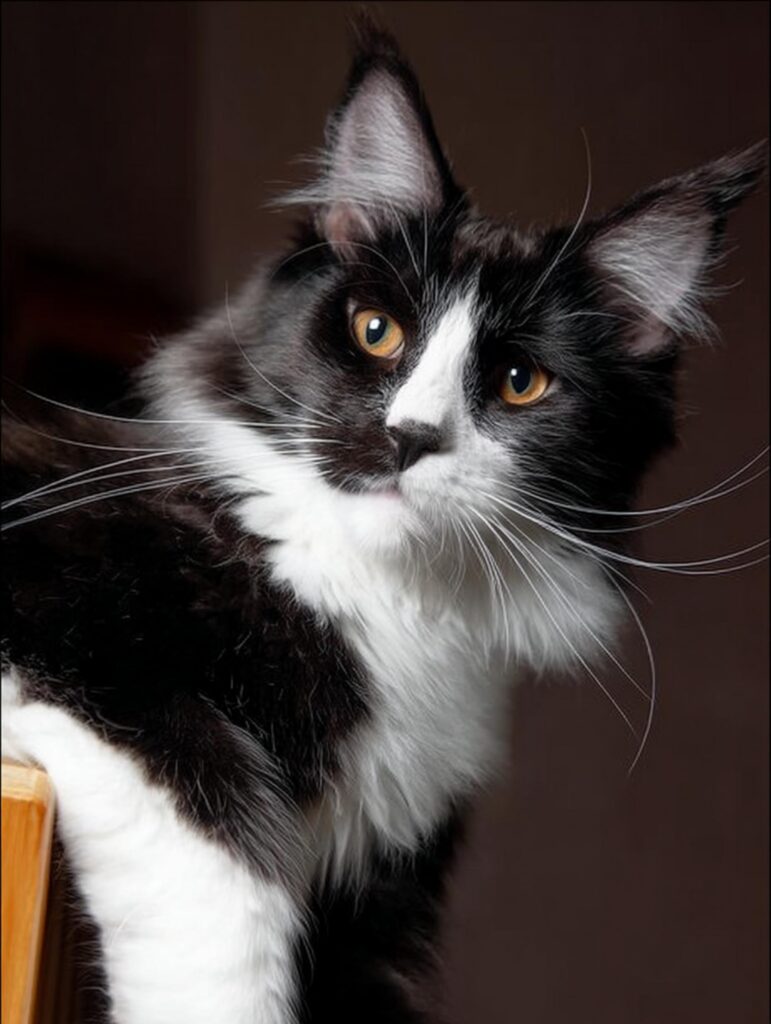 black and whit Maine coon