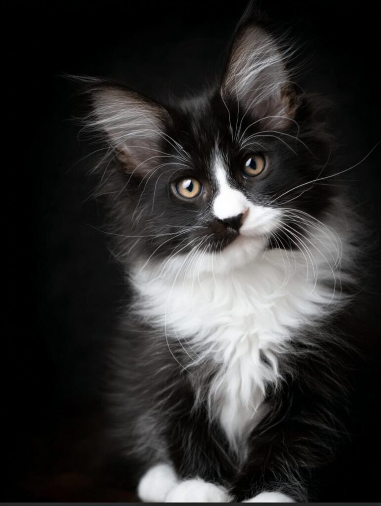 black and white maine coon kitten price