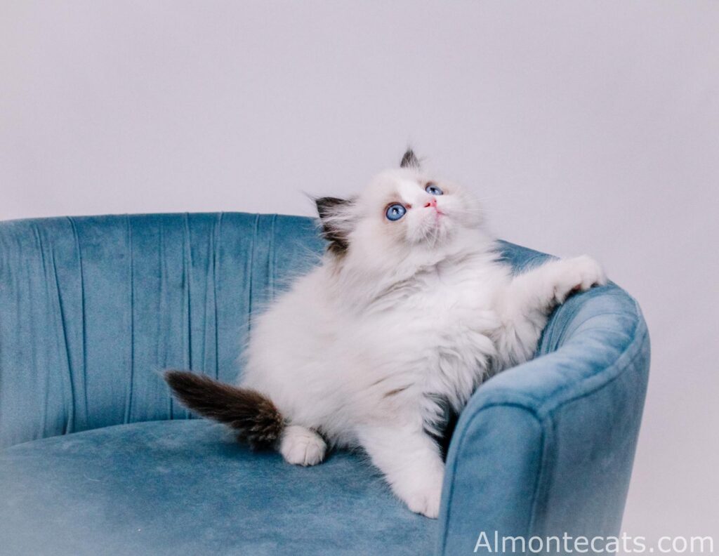 ragdoll kitten for sale miami