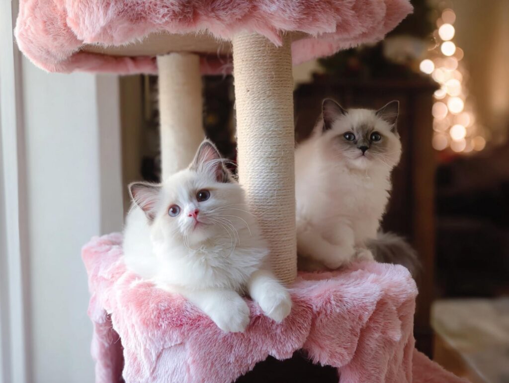 ragdoll kittens in an apartment