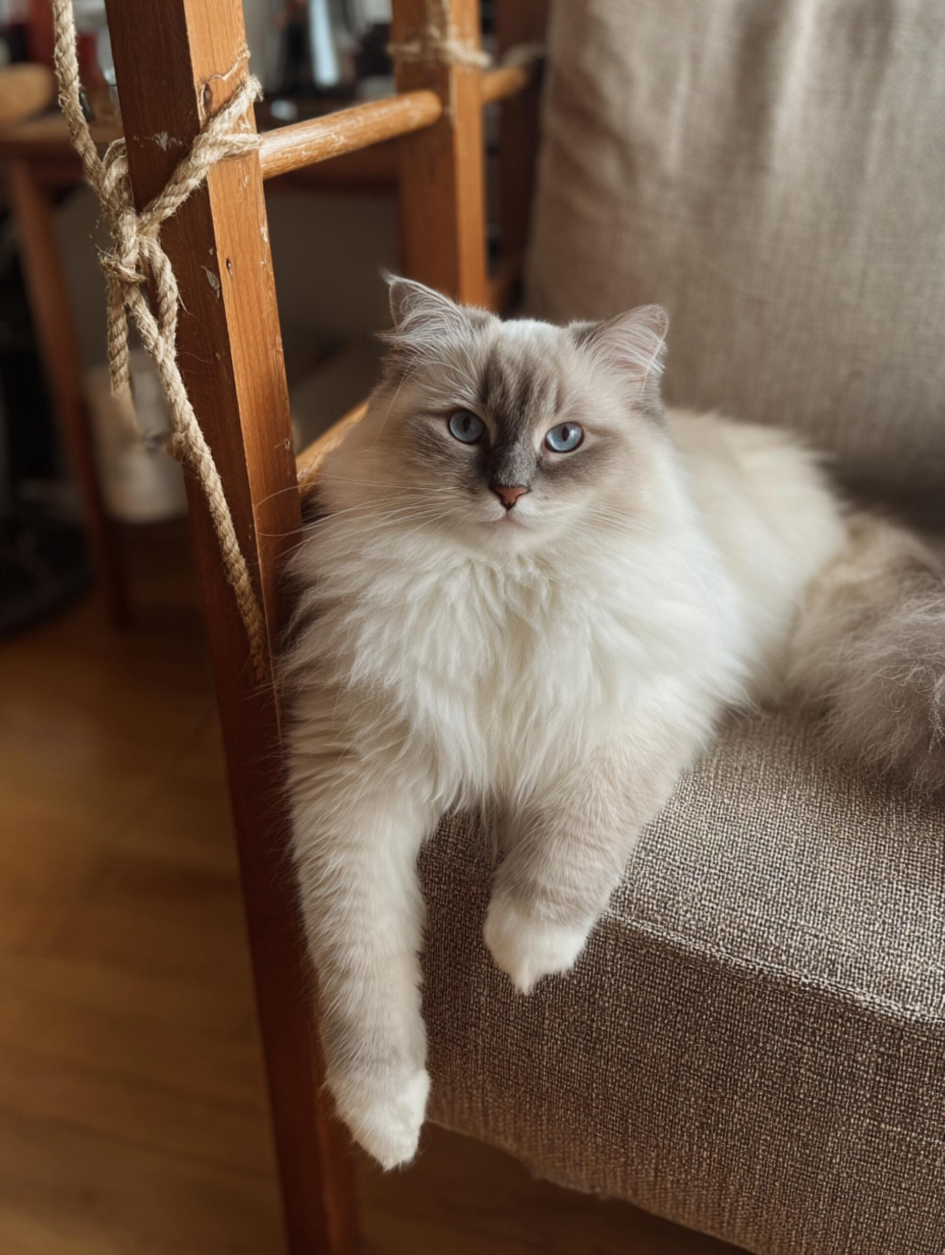 are ragdoll cats good for retirees