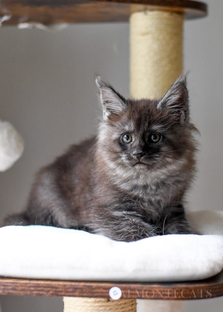 how I litter train kittens before go home 