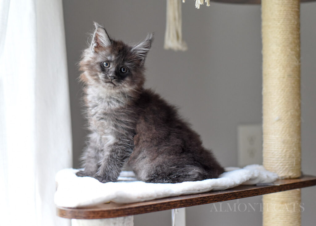 Kitten vaccination schedule by age showing recommended vaccines and boosters