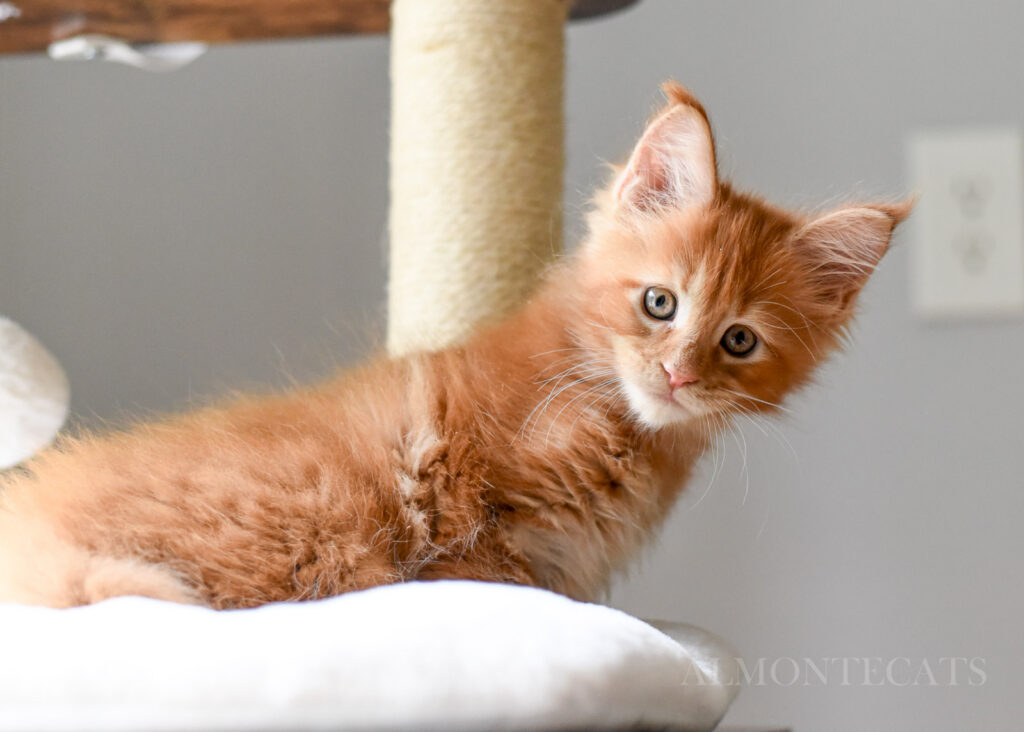 cat teething toys 