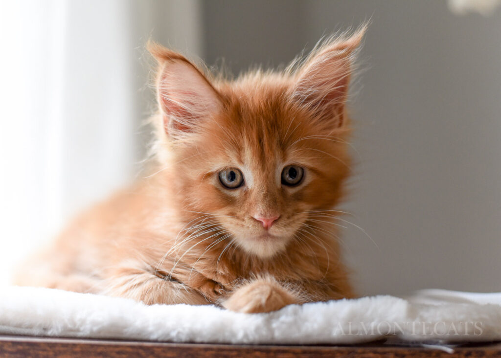 what do you need to litter train a kitten 