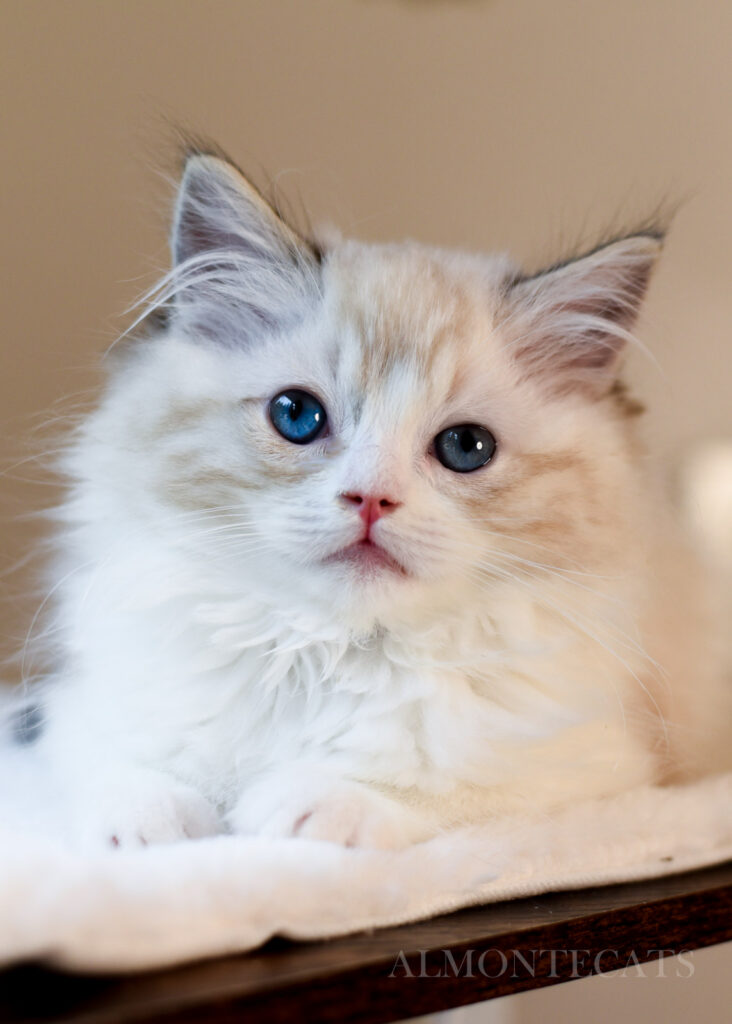 when do kittens get vaccines